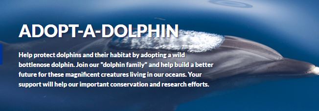 adopt a dolphin